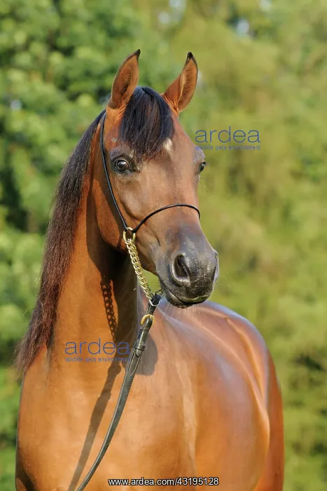 : Arabian thoroughbred, bay young mare with show halter : Arabian thoroughbred, bay young mare with show halter