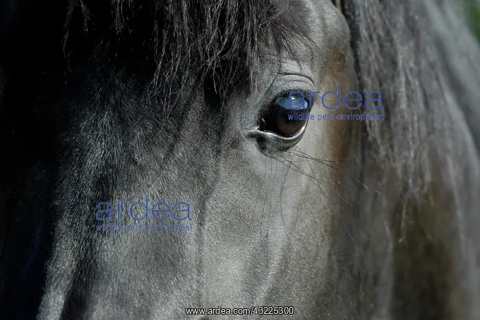: Arabian thoroughbred, black mare : Arabian thoroughbred, black mare