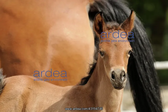 : Arabian thoroughbred, brown colt : Arabian thoroughbred, brown colt