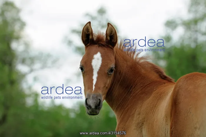 : Arabian thoroughbred, chestnut foal : Arabian thoroughbred, chestnut foal