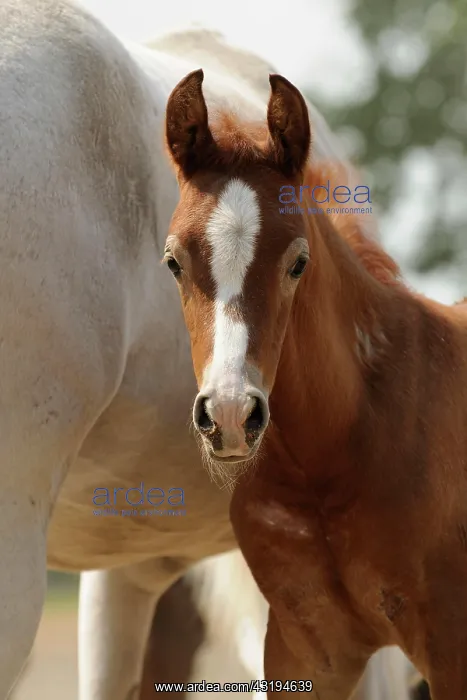 : Arabian thoroughbred, chestnut foal next to his : Arabian thoroughbred, chestnut foal next to his