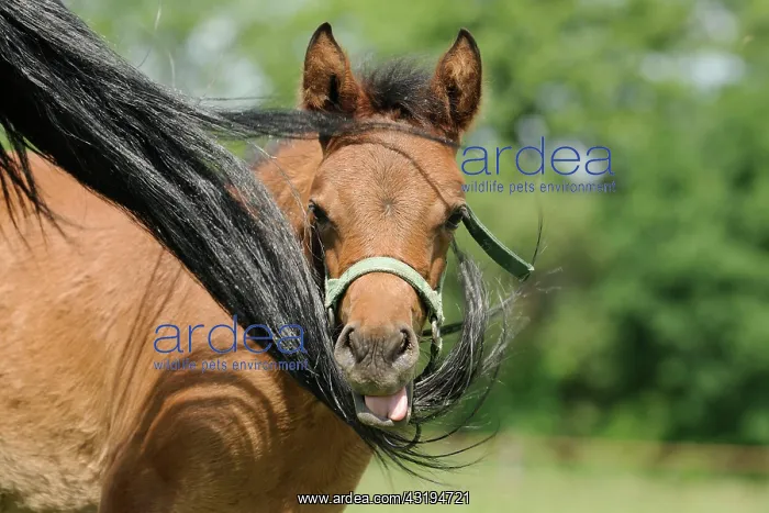  : Arabian thoroughbred, chestnut foal, seeks protection