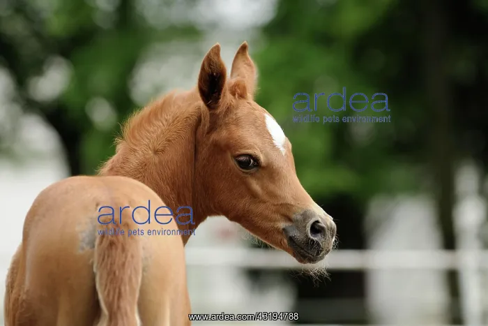 : Arabian thoroughbred, chestnut foal : Arabian thoroughbred, chestnut foal