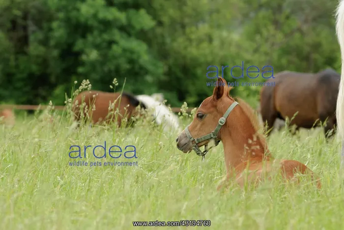 : Arabian thoroughbred, chestnut foal resting on a : Arabian thoroughbred, chestnut foal resting on a