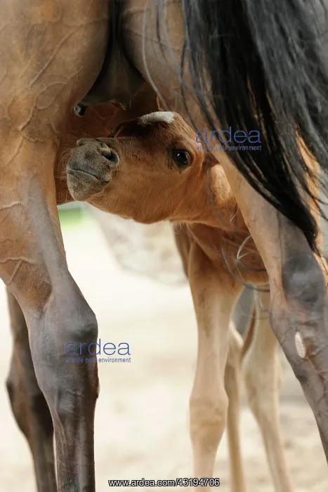: Arabian thoroughbred, filly looking for udder of : Arabian thoroughbred, filly looking for udder of