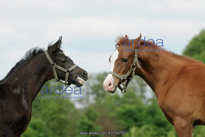 : Arabian thoroughbred, foal : Arabian thoroughbred, foal