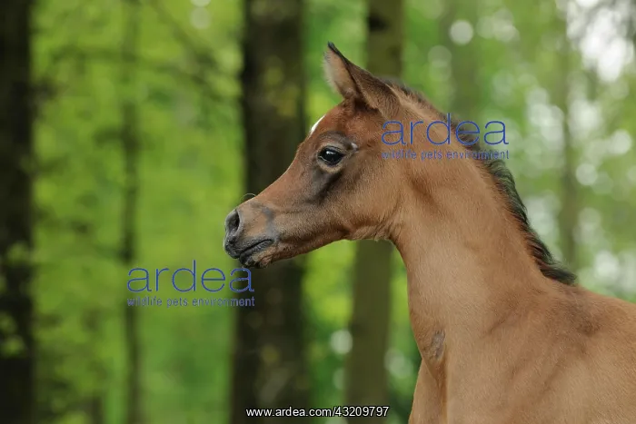 : Arabian thoroughbred, foal, bay : Arabian thoroughbred, foal, bay