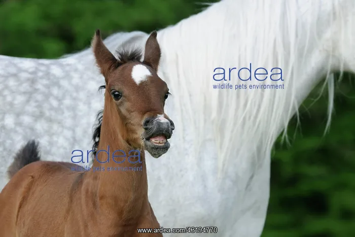 : Arabian thoroughbred, foal flehmt beside mother : Arabian thoroughbred, foal flehmt beside mother