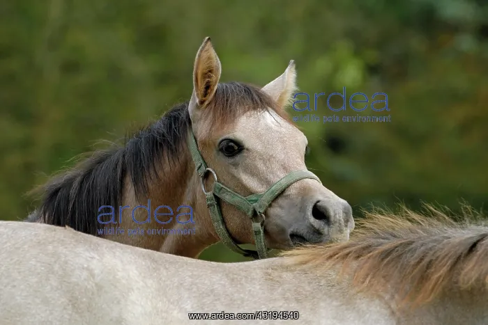 : Arabian thoroughbred, foal nibbles the neck of another : Arabian thoroughbred, foal nibbles the neck of another
