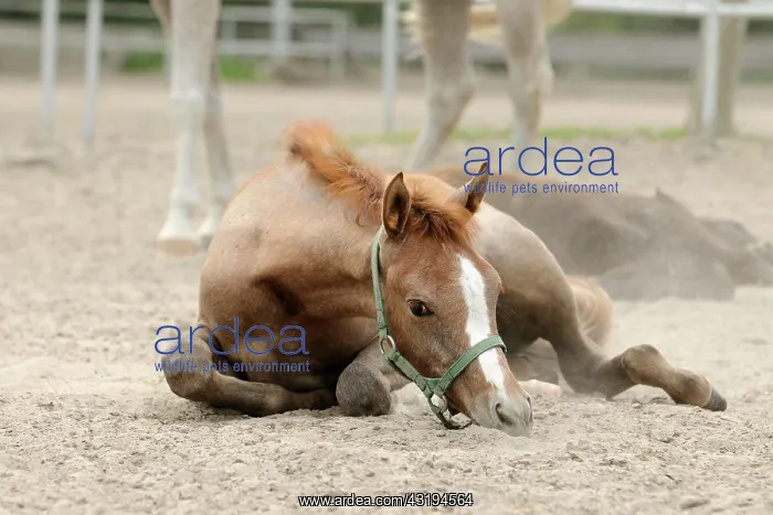: Arabian thoroughbred, foal rests in the sand : Arabian thoroughbred, foal rests in the sand