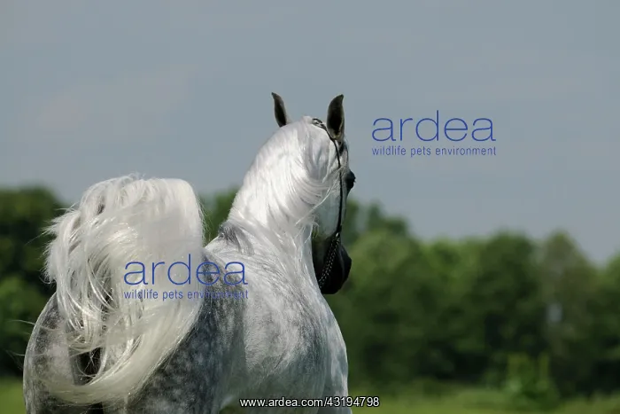 : Arabian thoroughbred, galloping grey mare : Arabian thoroughbred, galloping grey mare