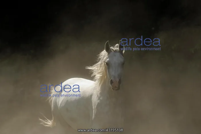 : Arabian thoroughbred, galloping grey mare in dust : Arabian thoroughbred, galloping grey mare in dust