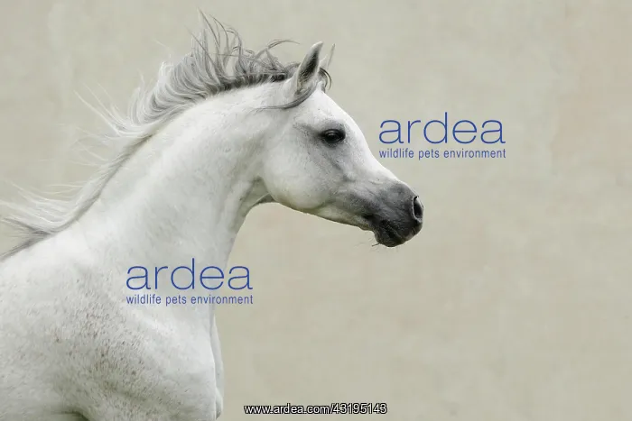 : Arabian thoroughbred, galloping grey stallion : Arabian thoroughbred, galloping grey stallion