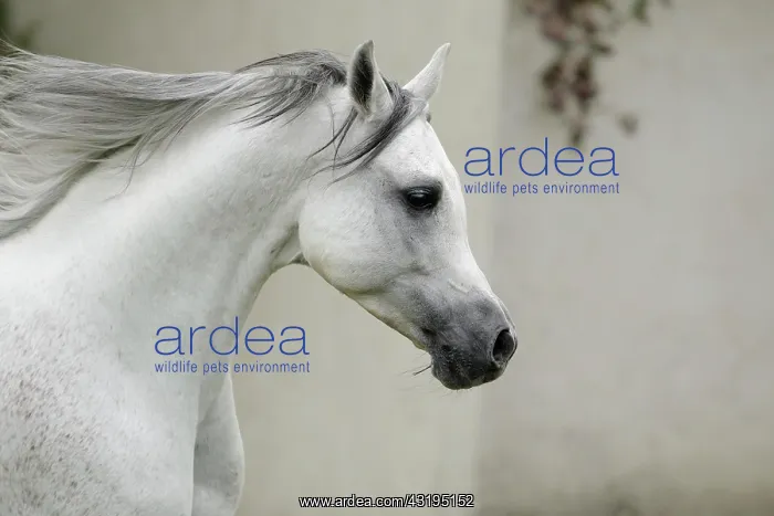 : Arabian thoroughbred, galloping grey stallion : Arabian thoroughbred, galloping grey stallion