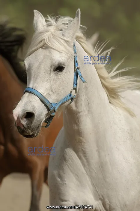 : Arabian thoroughbred, galloping mare in dust, portrait : Arabian thoroughbred, galloping mare in dust, portrait