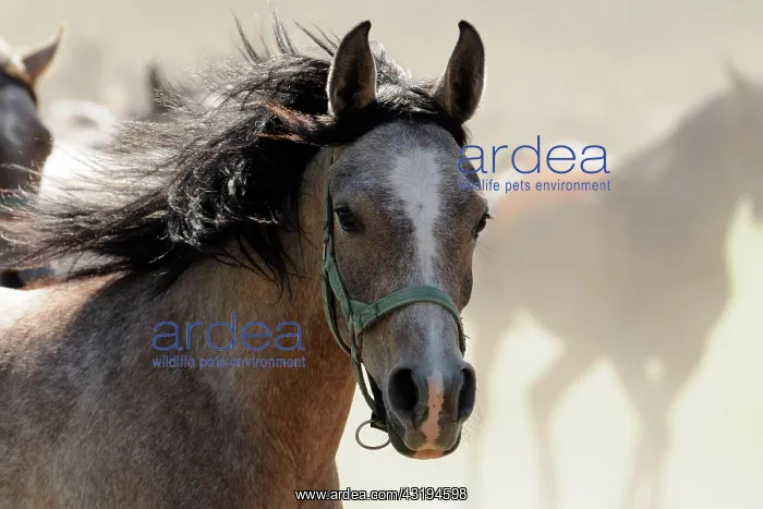 : Arabian thoroughbred, galloping young mare in dust : Arabian thoroughbred, galloping young mare in dust