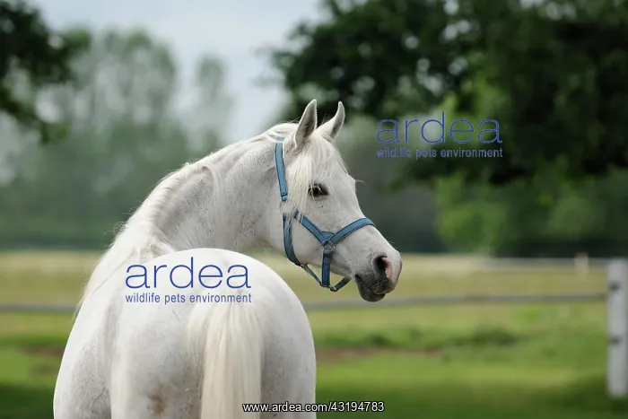 : Arabian thoroughbred, grey mare : Arabian thoroughbred, grey mare