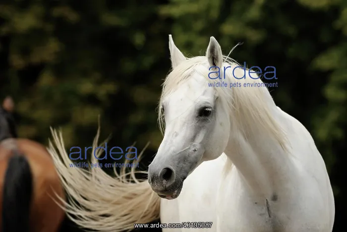 : Arabian thoroughbred, grey mare : Arabian thoroughbred, grey mare