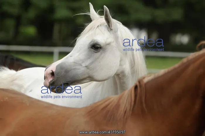 : Arabian thoroughbred, grey mare : Arabian thoroughbred, grey mare