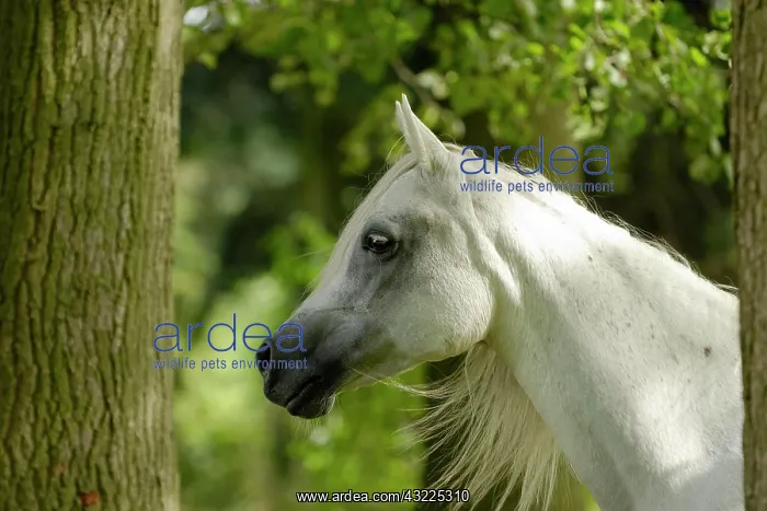 : Arabian thoroughbred, grey mare : Arabian thoroughbred, grey mare