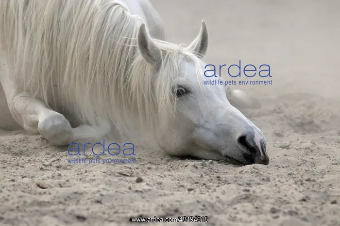 : Arabian thoroughbred, grey mare takes sandbath : Arabian thoroughbred, grey mare takes sandbath