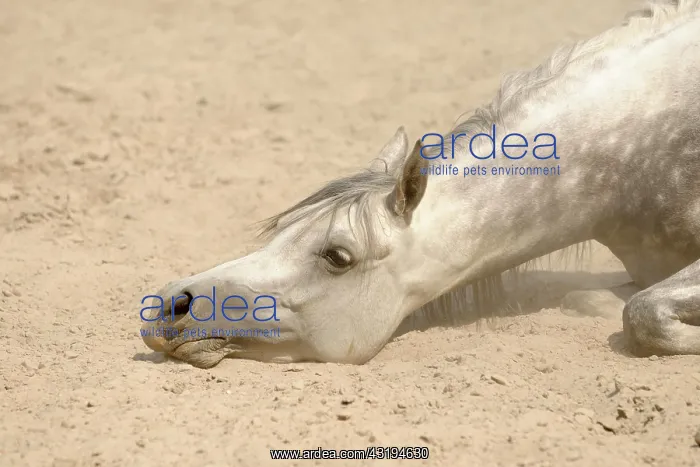: Arabian thoroughbred, grey mare takes sandbath : Arabian thoroughbred, grey mare takes sandbath