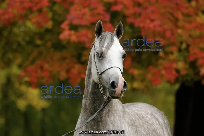 : Arabian thoroughbred, grey stallion : Arabian thoroughbred, grey stallion