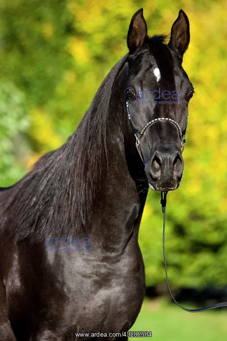 : Arabian Thoroughbred Horse wearing a show halter : Arabian Thoroughbred Horse wearing a show halter