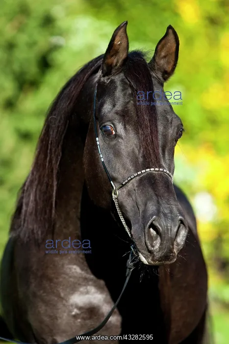 : Arabian Thoroughbred Horse wearing a show halter : Arabian Thoroughbred Horse wearing a show halter
