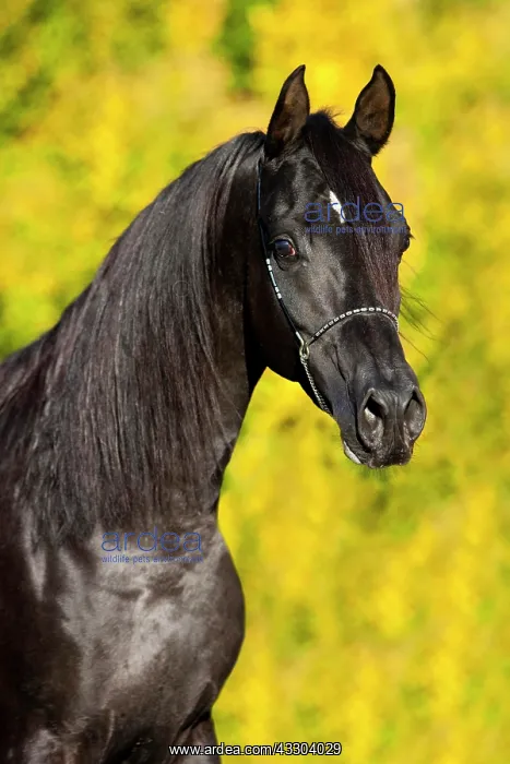 : Arabian Thoroughbred Horse wearing a show halter : Arabian Thoroughbred Horse wearing a show halter