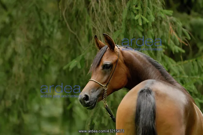 : Arabian thoroughbred, mare with show halter : Arabian thoroughbred, mare with show halter