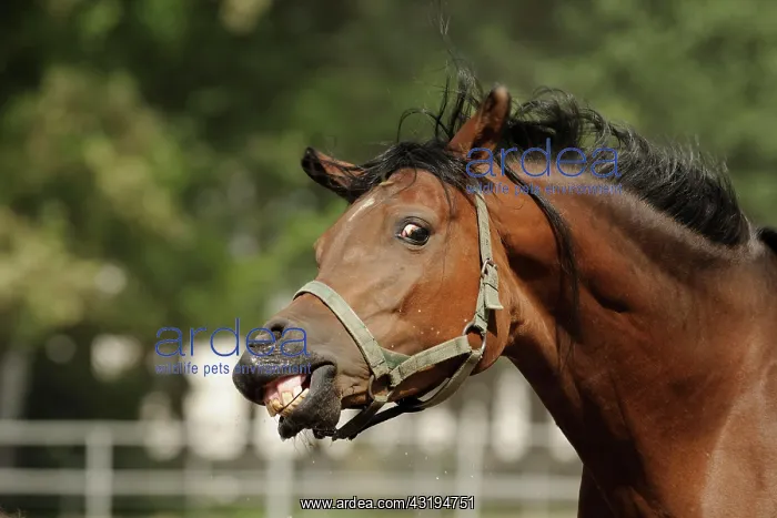 : Arabian thoroughbred, mare shakes her head : Arabian thoroughbred, mare shakes her head