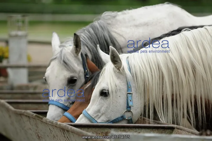 : Arabian thoroughbred, three mares drink water from : Arabian thoroughbred, three mares drink water from
