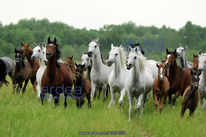 : Arabian thoroughbred, mares and foals gallop across : Arabian thoroughbred, mares and foals gallop across