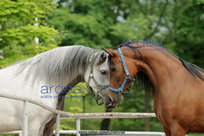 : Arabian thoroughbred, three mares sniff each other : Arabian thoroughbred, three mares sniff each other