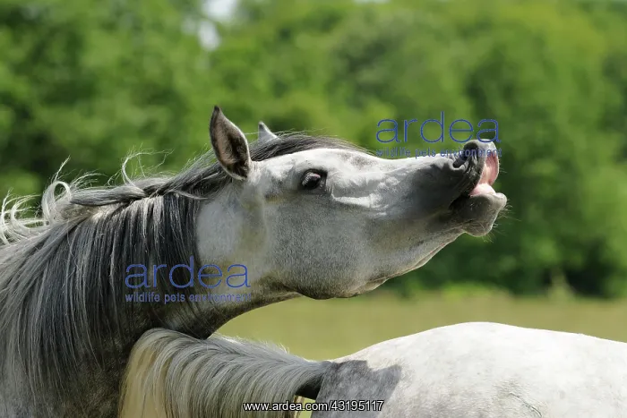 : Arabian thoroughbred, pleasing grey mare : Arabian thoroughbred, pleasing grey mare