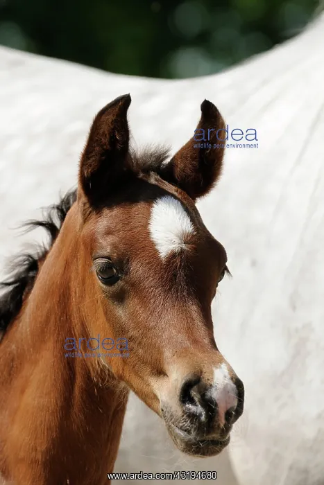 : Arabian thoroughbred, portrait of a brown colt : Arabian thoroughbred, portrait of a brown colt