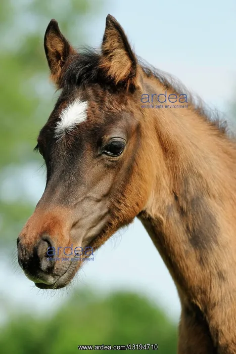 : Arabian thoroughbred, portrait of a brown filly : Arabian thoroughbred, portrait of a brown filly