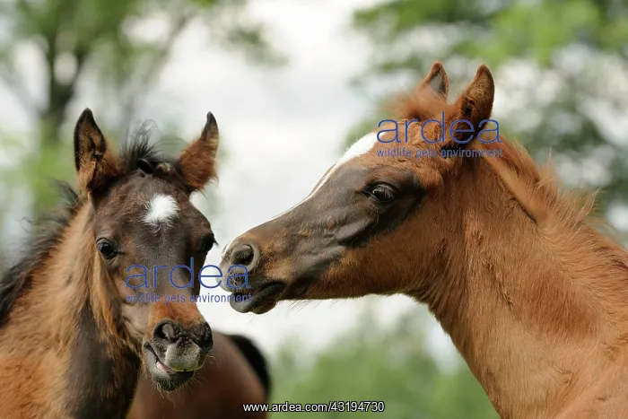 : Arabian thoroughbred, portrait of two foals : Arabian thoroughbred, portrait of two foals