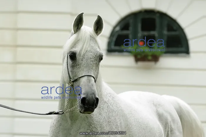: Arabian thoroughbred, stallion, grey with show halter : Arabian thoroughbred, stallion, grey with show halter