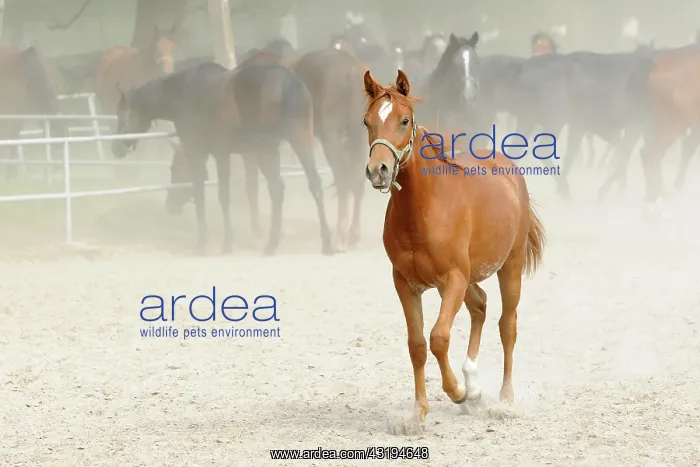 : Arabian thoroughbred, young chestnut mare trots : Arabian thoroughbred, young chestnut mare trots