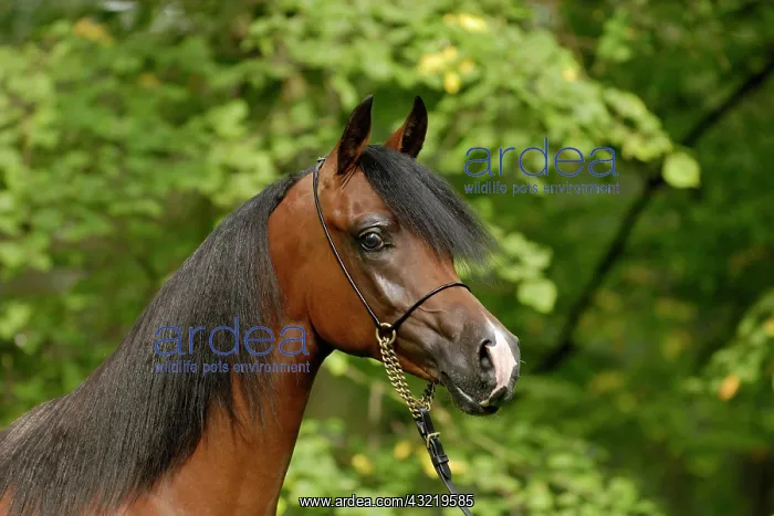 : Arabian thoroughbred, young stallion with show halter : Arabian thoroughbred, young stallion with show halter
