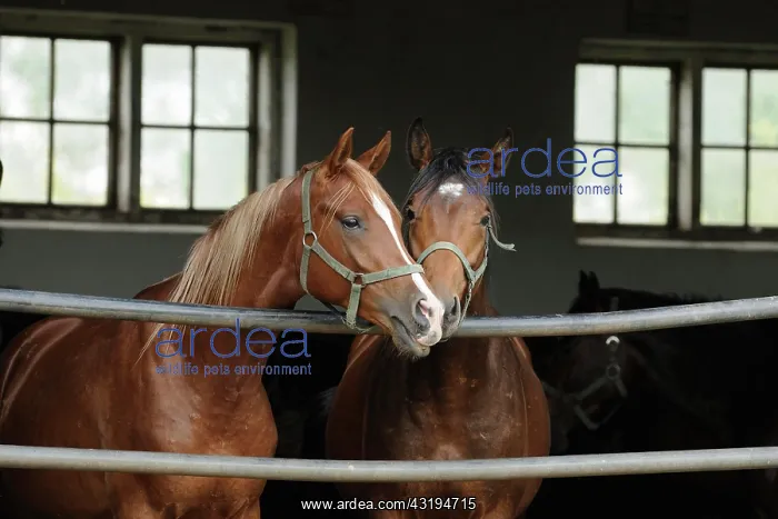  : Arabian thoroughbred, two young stallions look out