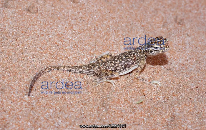 : Arabian Toad-headed Agama : Arabian Toad-headed Agama