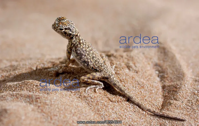 : Arabian Toad-headed Agama : Arabian Toad-headed Agama