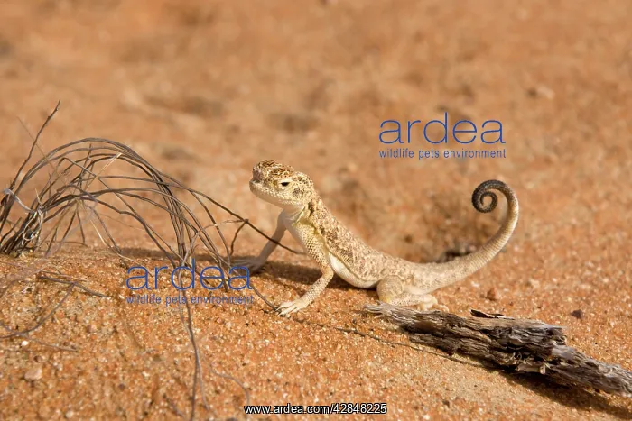 : Arabian Toad Headed Agama - tail display : Arabian Toad Headed Agama - tail display