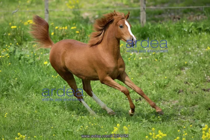 : Arabian yearling mare galloping in meadow : Arabian yearling mare galloping in meadow
