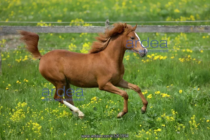 : Arabian yearling mare galloping in meadow : Arabian yearling mare galloping in meadow