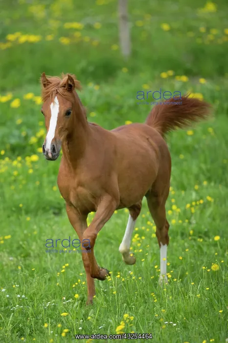 : Arabian yearling mare trotting in meadow : Arabian yearling mare trotting in meadow