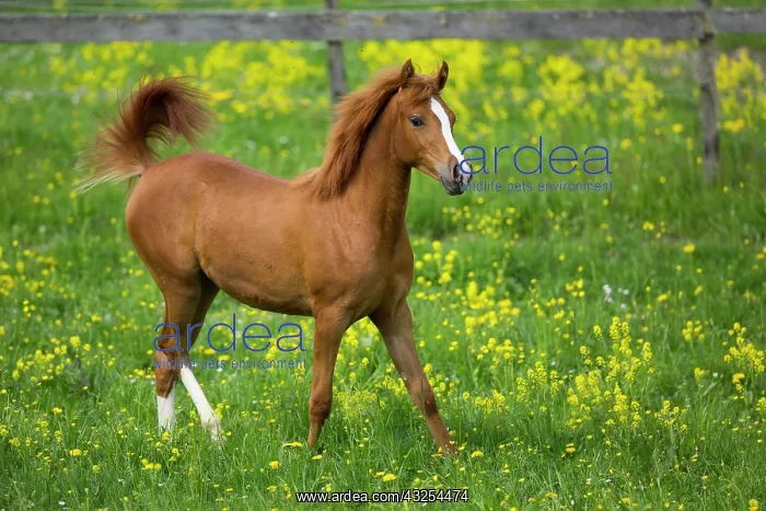 : Arabian yearling mare trotting in meadow : Arabian yearling mare trotting in meadow